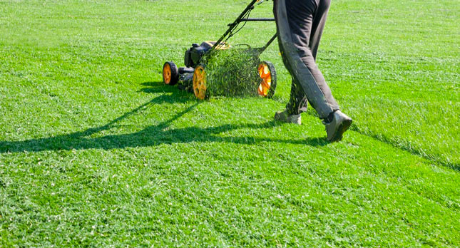 Lawn Maintenance Service Image
